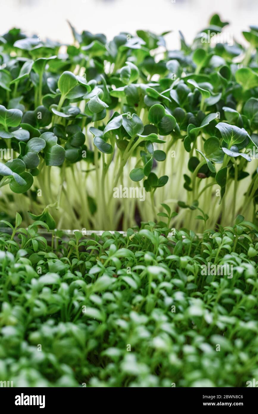 Microgreen of garden cress and daikon radish, young plants, in plastic container on windowsill closeup Stock Photo