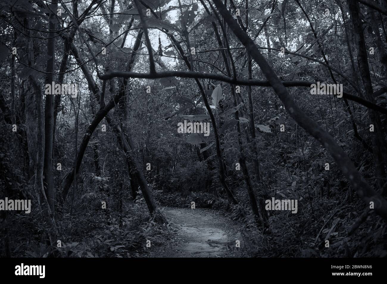 Dark forest Stock Photo