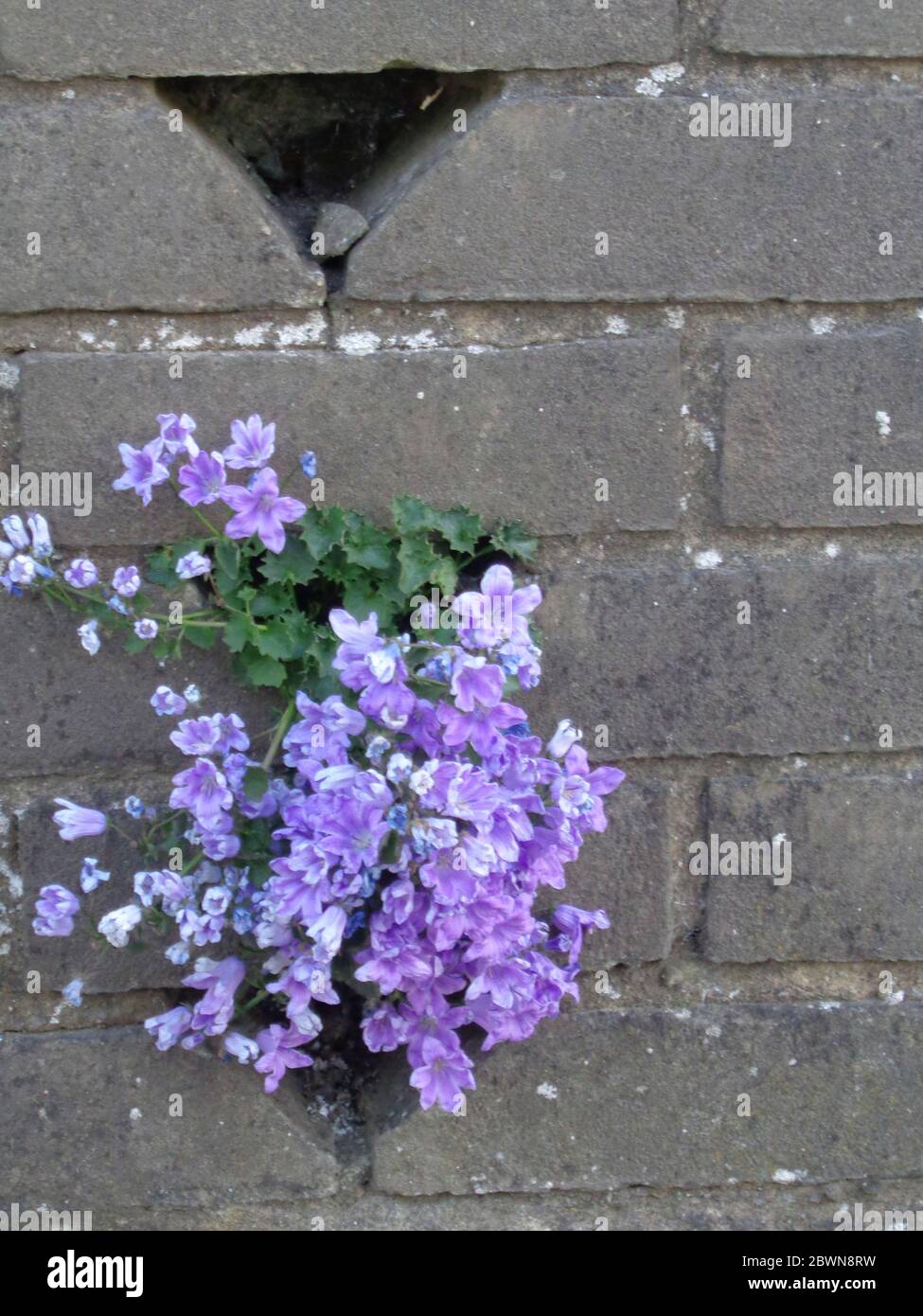 Campunala growing through a brick garden wall seemingly with determination to escape Stock Photo