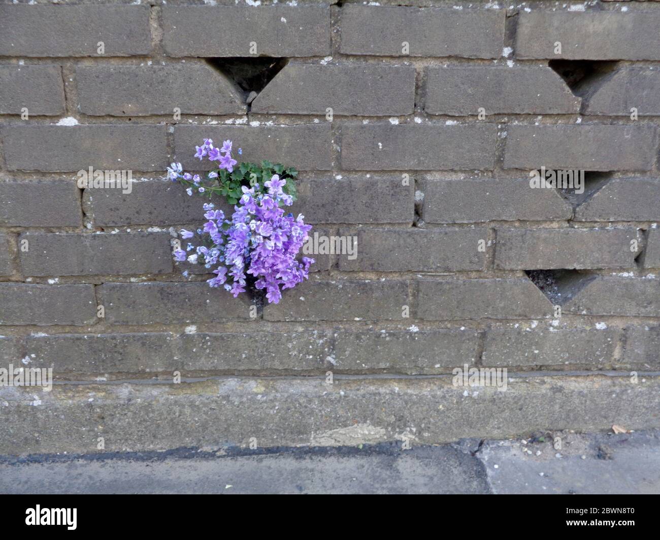Campunala growing through a brick garden wall seemingly with determination to escape Stock Photo