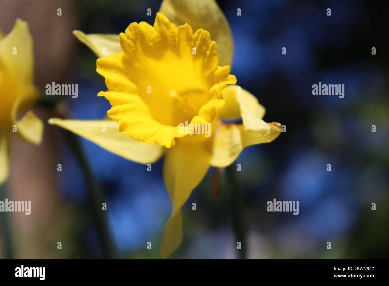 Yellow daffodil (Narcissus pseudonarcissus) on a sunny day Stock Photo