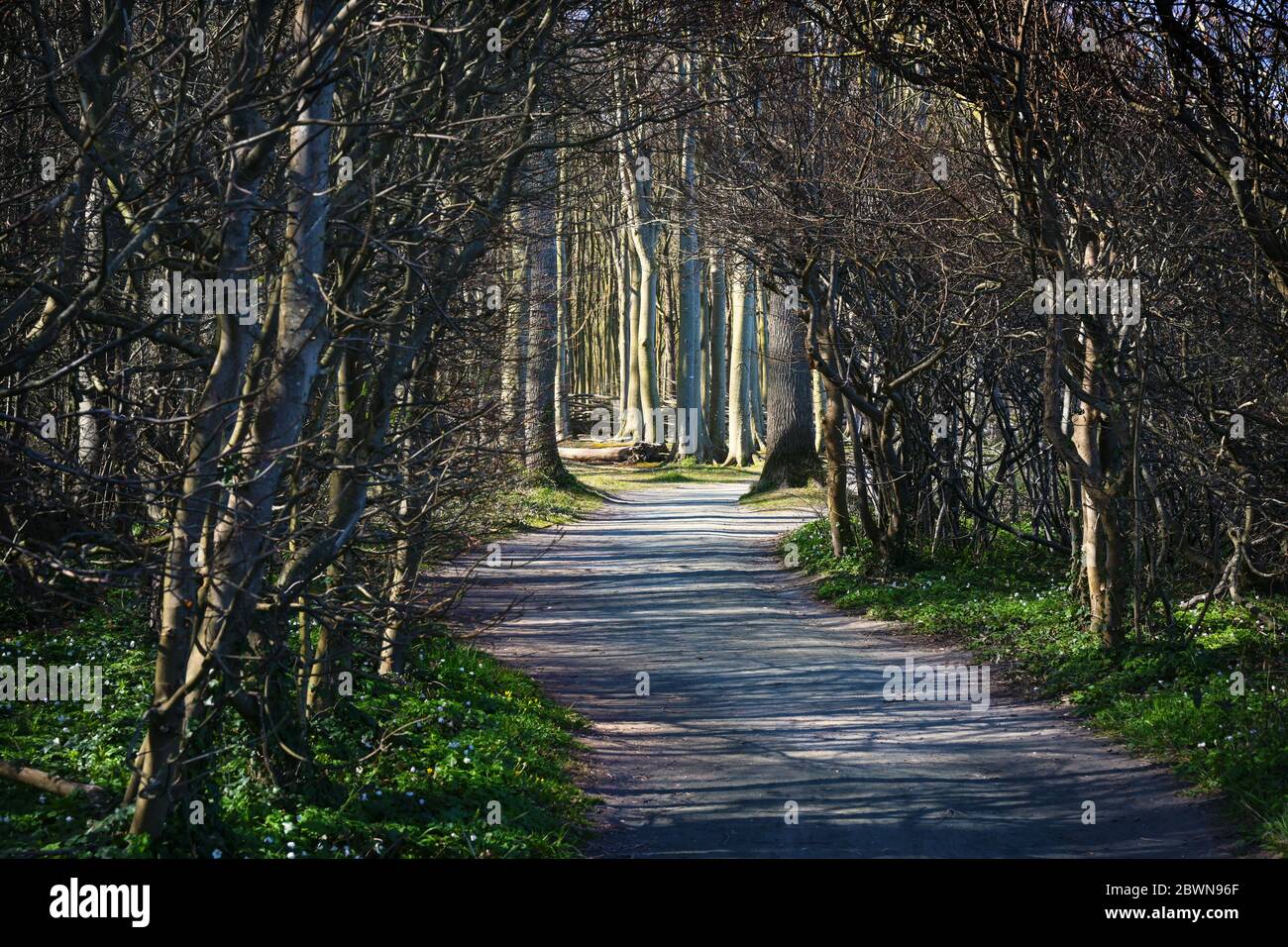 footpath through a tunnel of shrubs as entrance to the forest with beech trees, garden and park design concept, selected focus Stock Photo