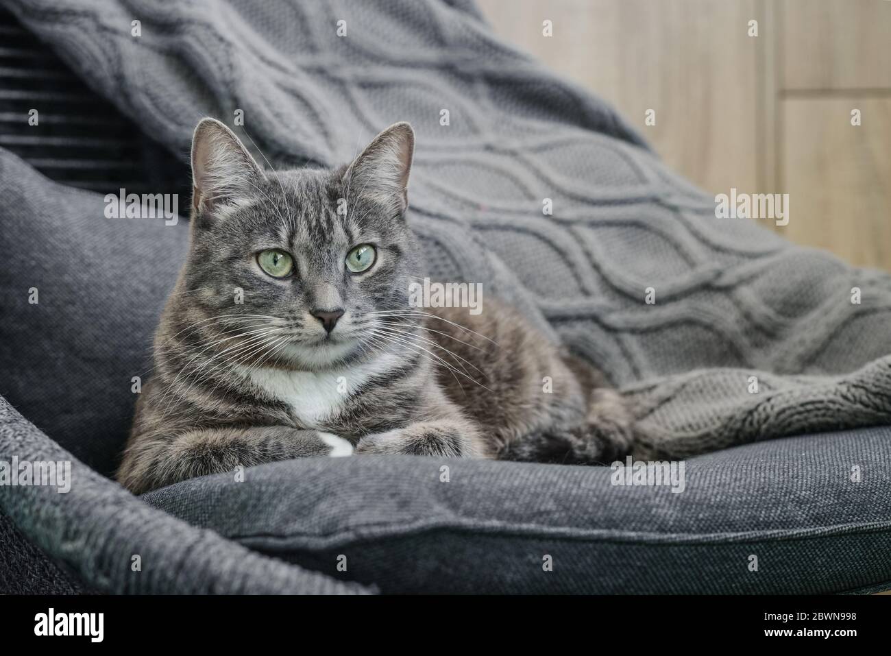 Grey tabby cat laing on armchair  at home closeup Stock Photo