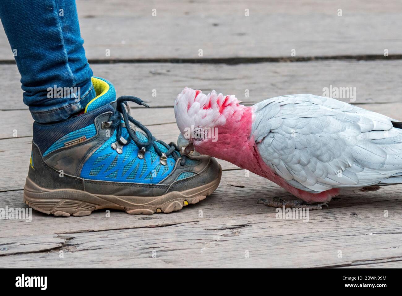 Curious galah / pink and grey cockatoo (Eolophus roseicapilla), native to Australia, pecking at shoelaces / shoe-strings of tourist's colourful shoe Stock Photo