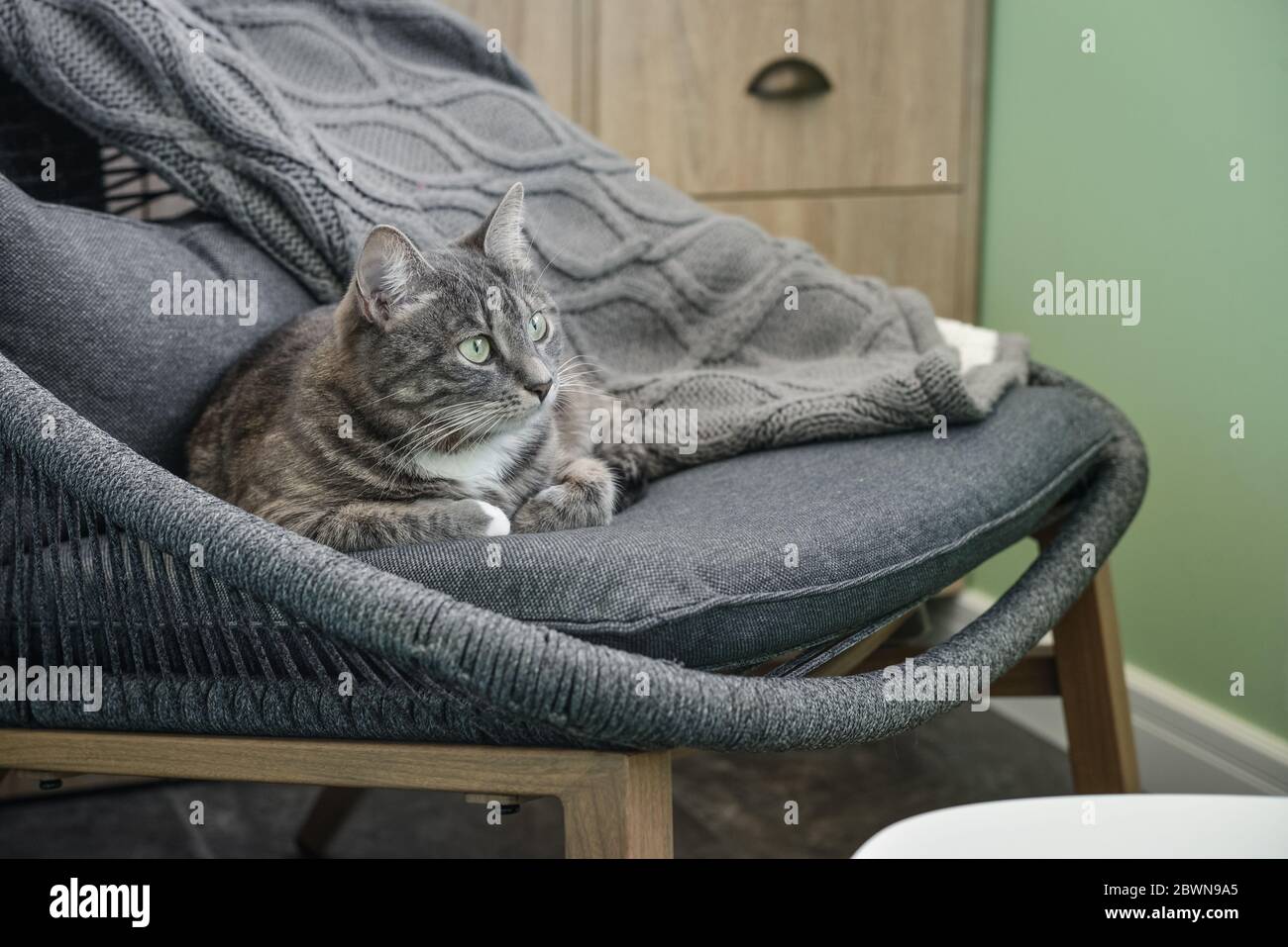 Grey tabby cat laing on armchair  at home closeup Stock Photo