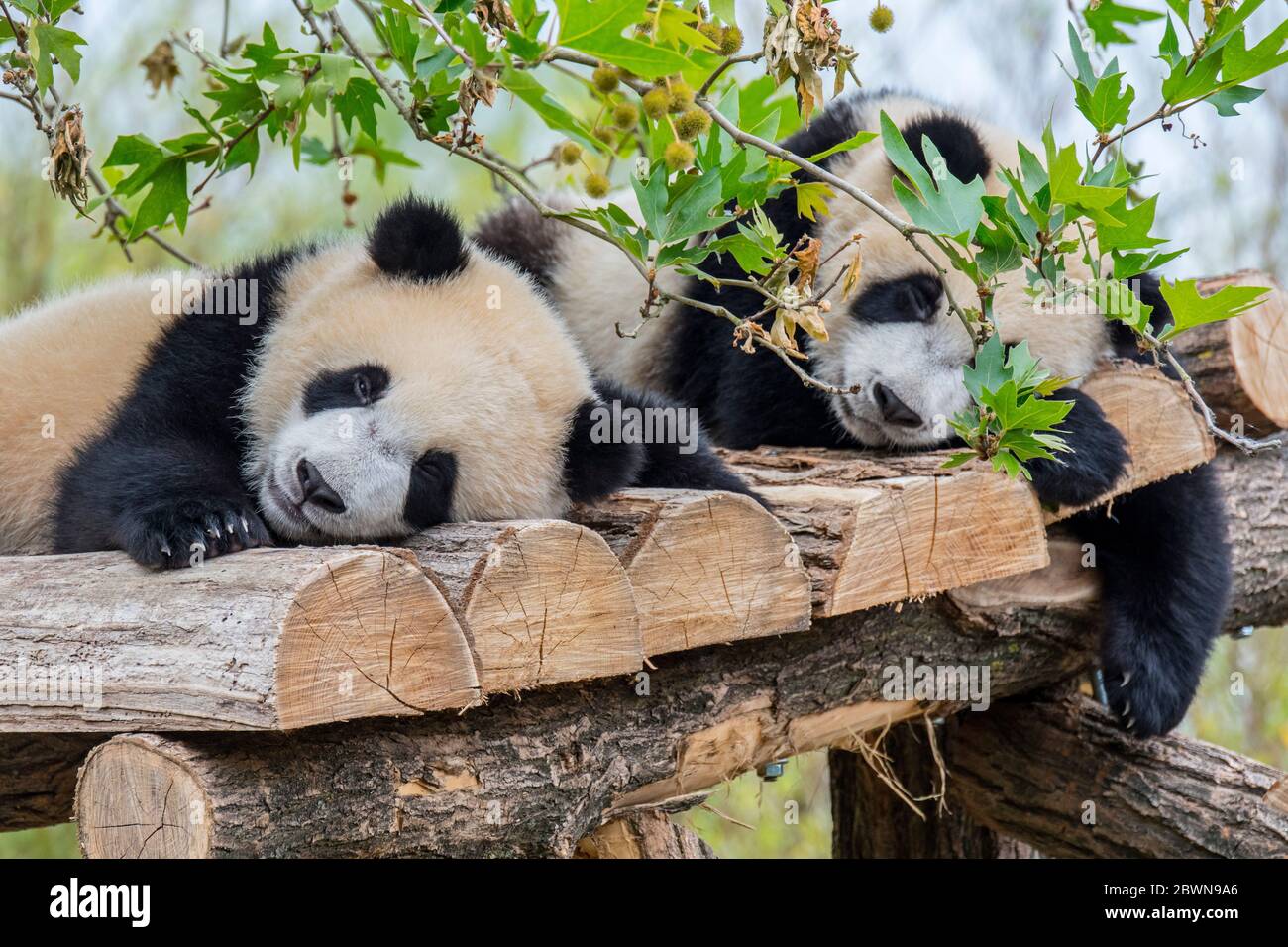 Two 10-months old giant pandas (Ailuropoda melanoleuca) resting on wooden platform in zoo / animal park / zoological garden Stock Photo