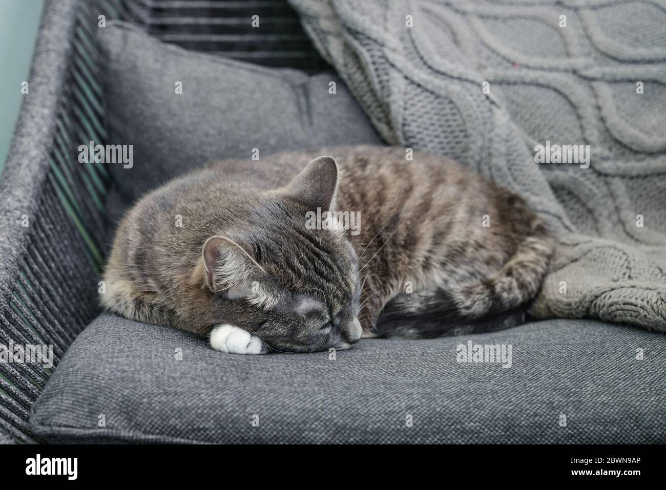 Grey tabby cat laing on armchair  at home closeup Stock Photo