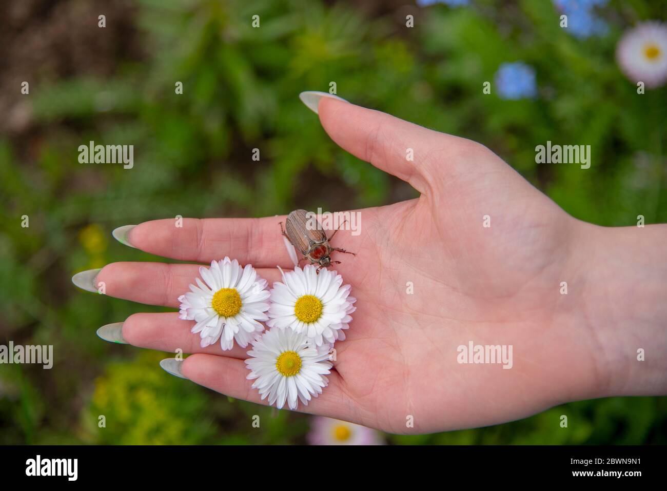 May Bug Hand The hand of a young girl with long nails, daisies and a may bug Stock ...