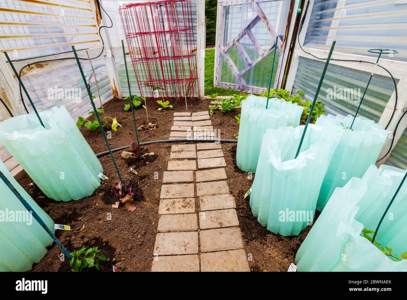 Freshly planted residential vegetable garden. Plastic water walls retain daytime heat in cool evenings. Stock Photo