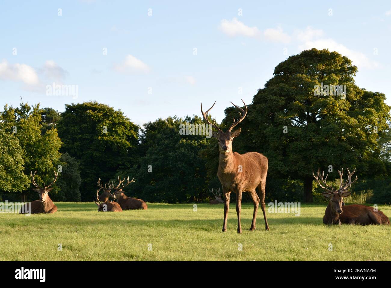 Group of Red Deer Stags Stock Photo - Alamy