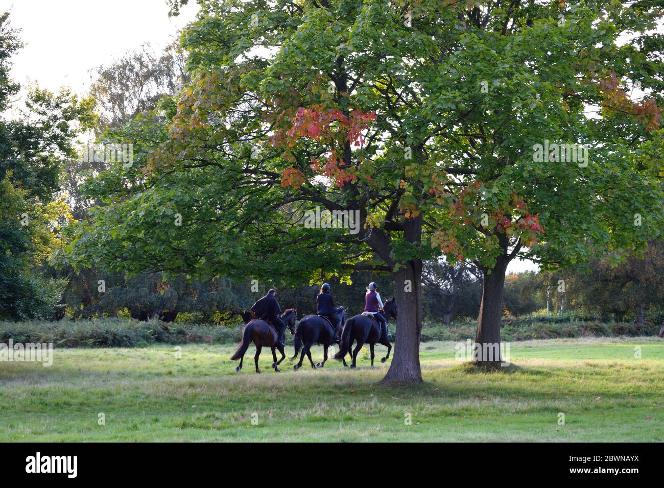 Three Riders On Horseback In A Park In England Stock Photo Alamy