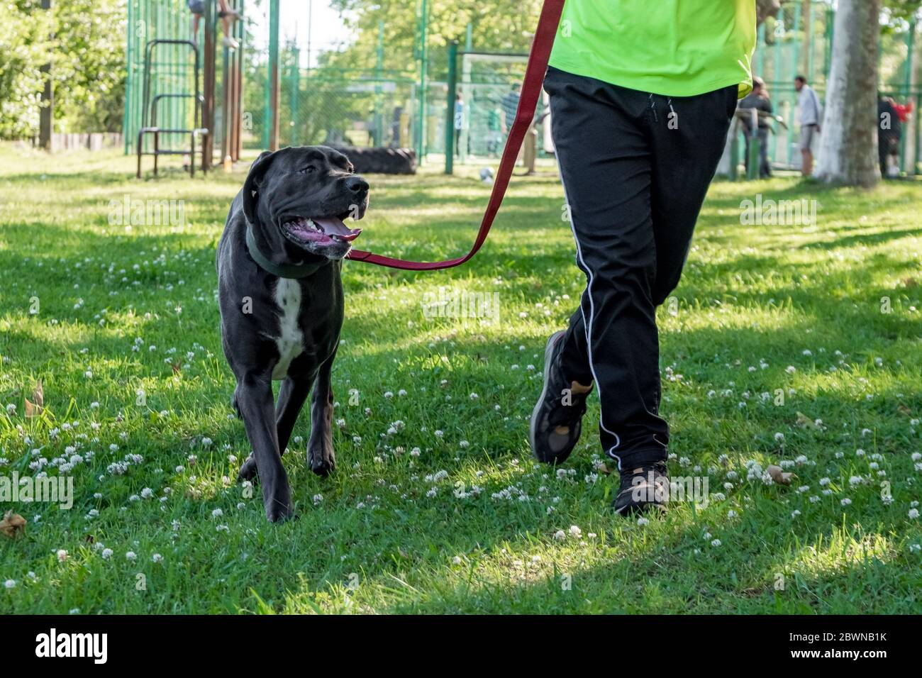 Big young cane corso playing in the grass with owner Stock Photo Alamy