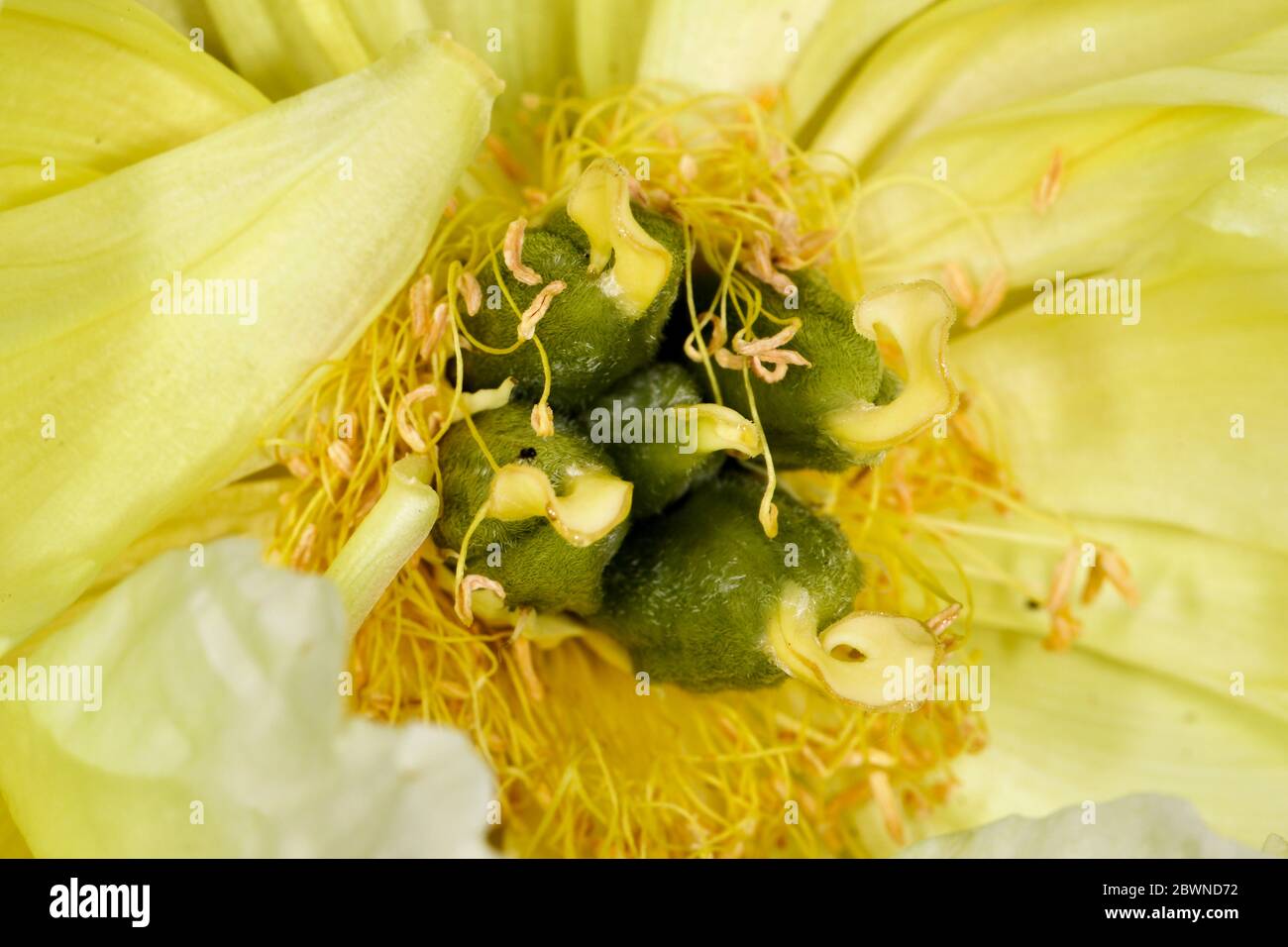 Close up of pistil and stamens of Bartzella Peony Stock Photo