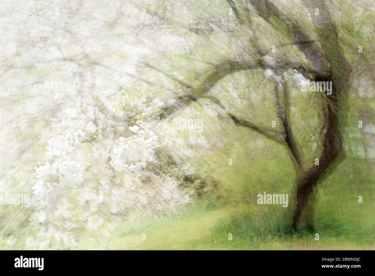Blossoming old cherry tree, abstract multiple exposure that reminds of