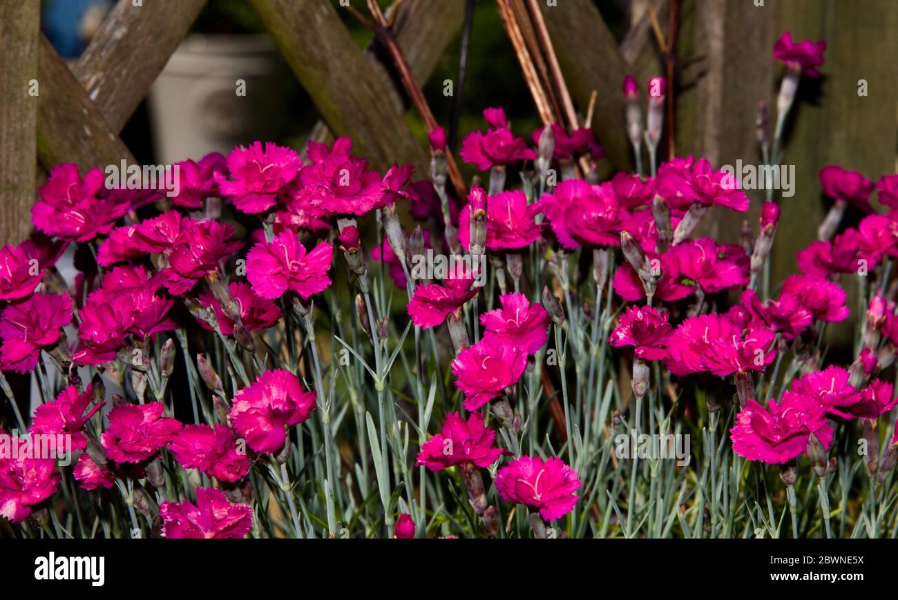 Dianthus flowers are also known as Pinks Stock Photo
