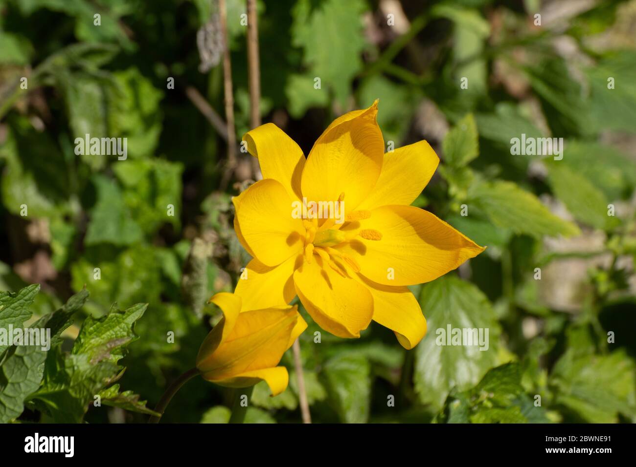 Close up of a very rare yellow wild tulip, Tulipa sylvestris or Weinberg Tulpe Stock Photo