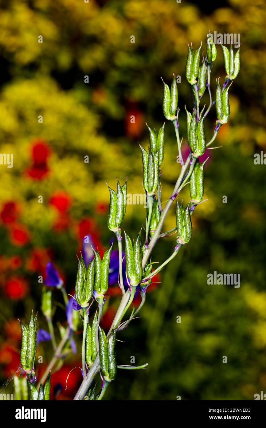 Blue Seed Pods High Resolution Stock Photography and Images Alamy