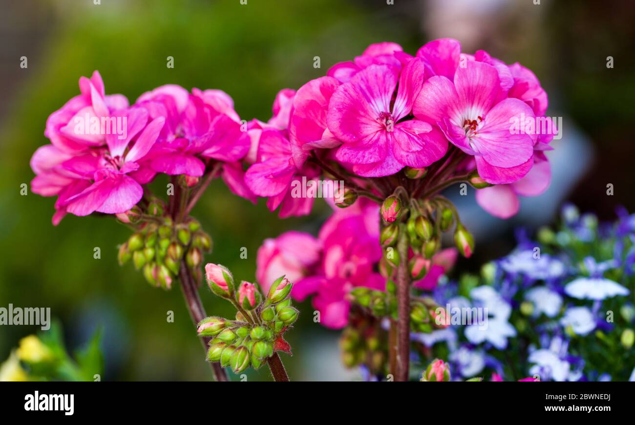 Geranium compact pink with eye ‘Rosita’ planted with a Lobelia Techno Up Blue Delft Stock Photo