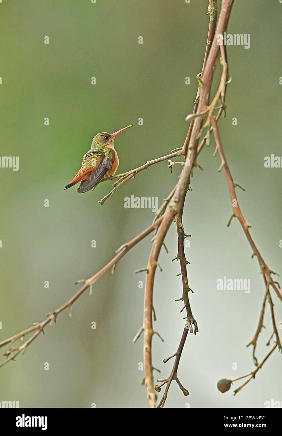 Cinnamon Hummingbird (Amazilia rutila corallirostris) adult perched on twig  Lake Yojoa, Honduras      February 2016 Stock Photo