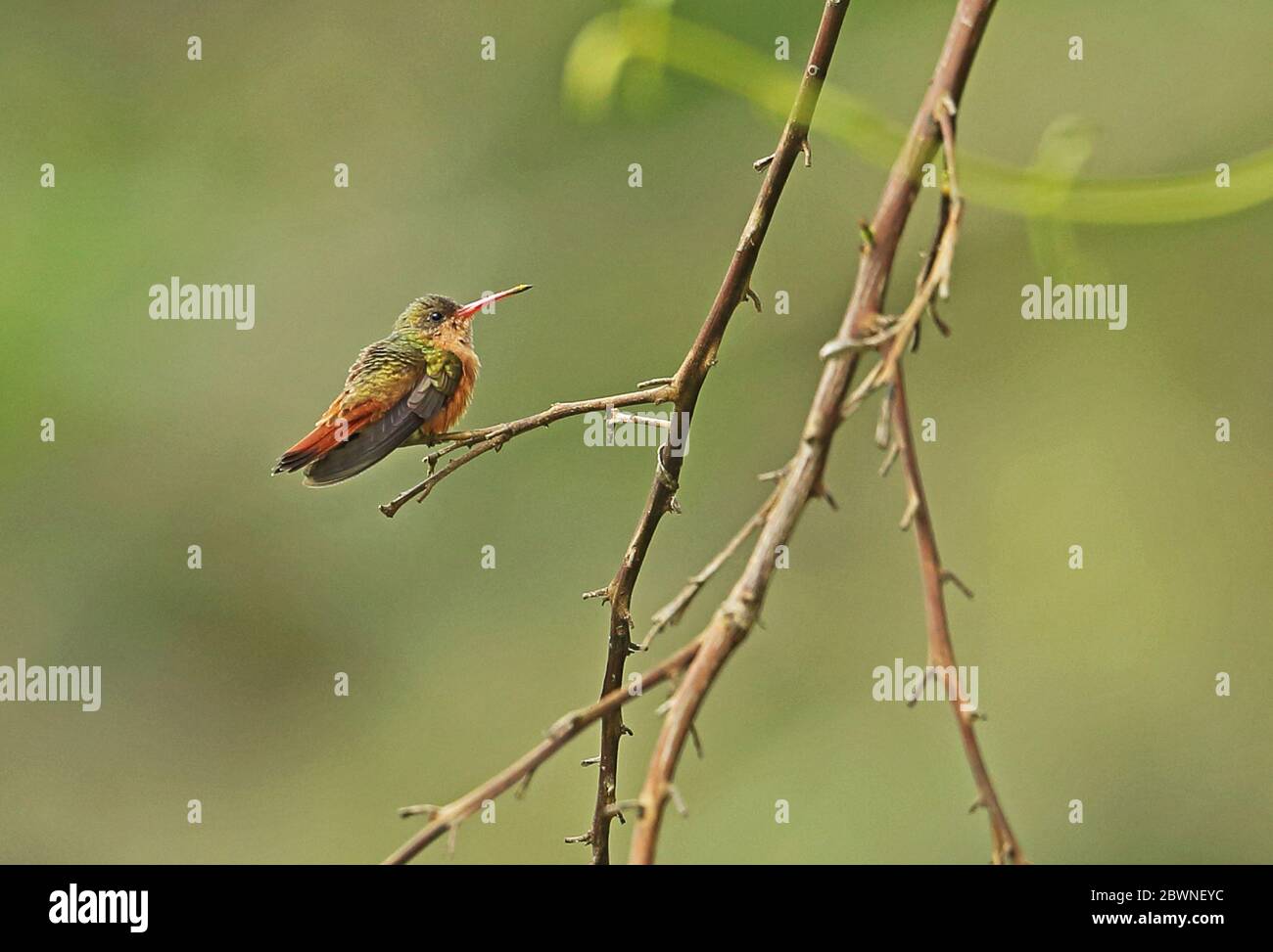 Cinnamon Hummingbird (Amazilia rutila corallirostris) adult perched on twig  Lake Yojoa, Honduras      February 2016 Stock Photo