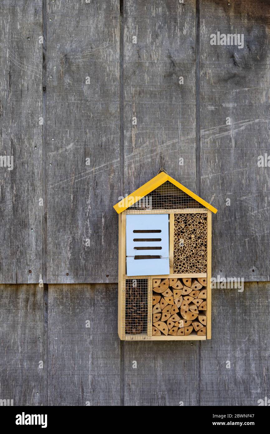 bug hotel on the side of a weathered barn for atracting mason bees and other insects that polinate but would otherwise damage wood structures on your Stock Photo