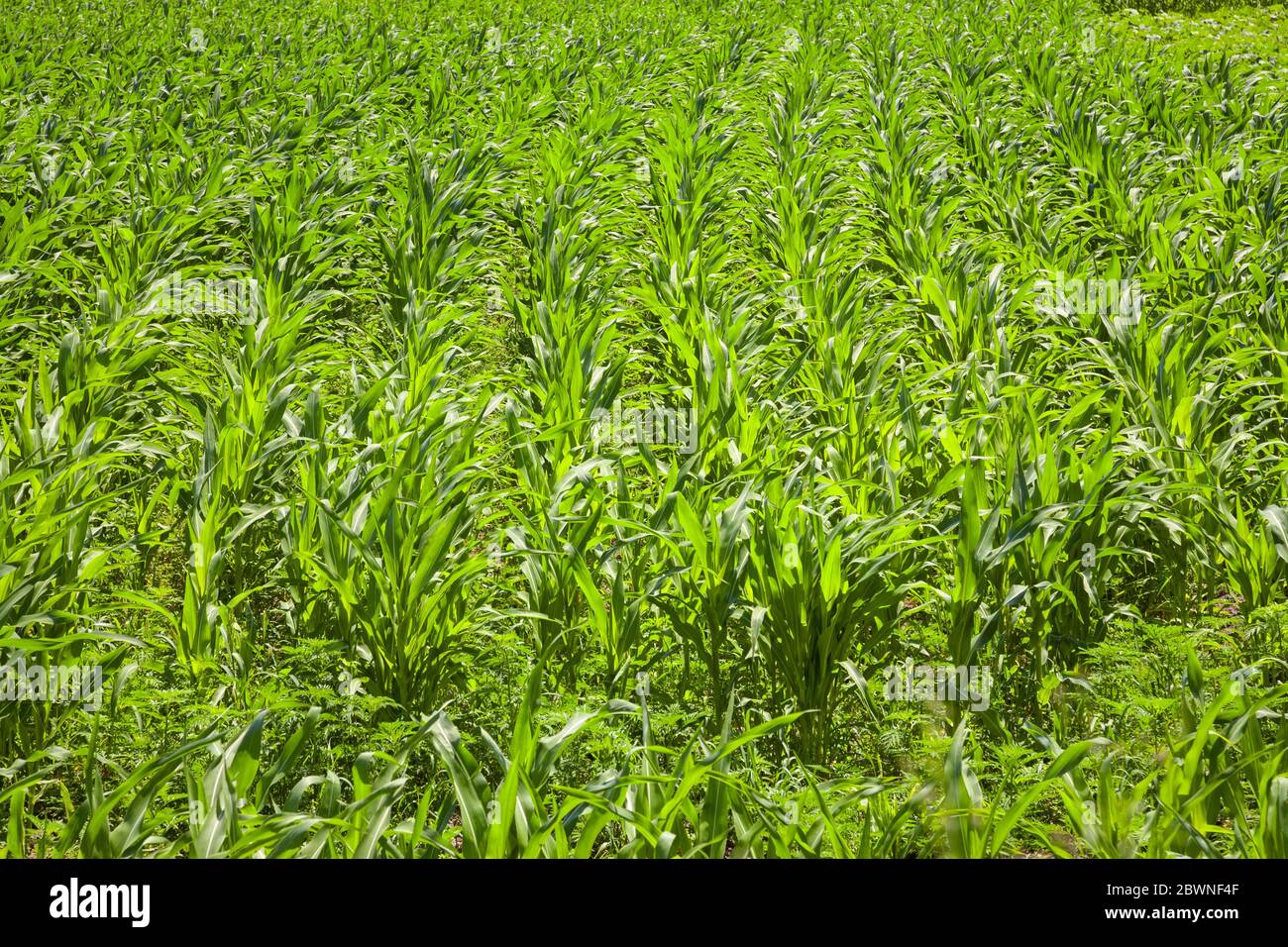 Agriculture industry hi-res stock photography and images - Alamy