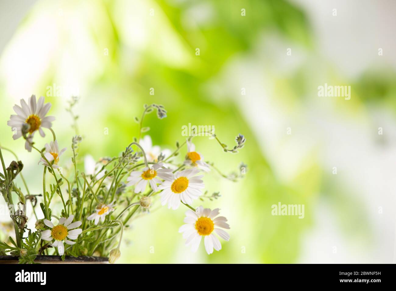 Colorful background with summer wildflowers Stock Photo - Alamy