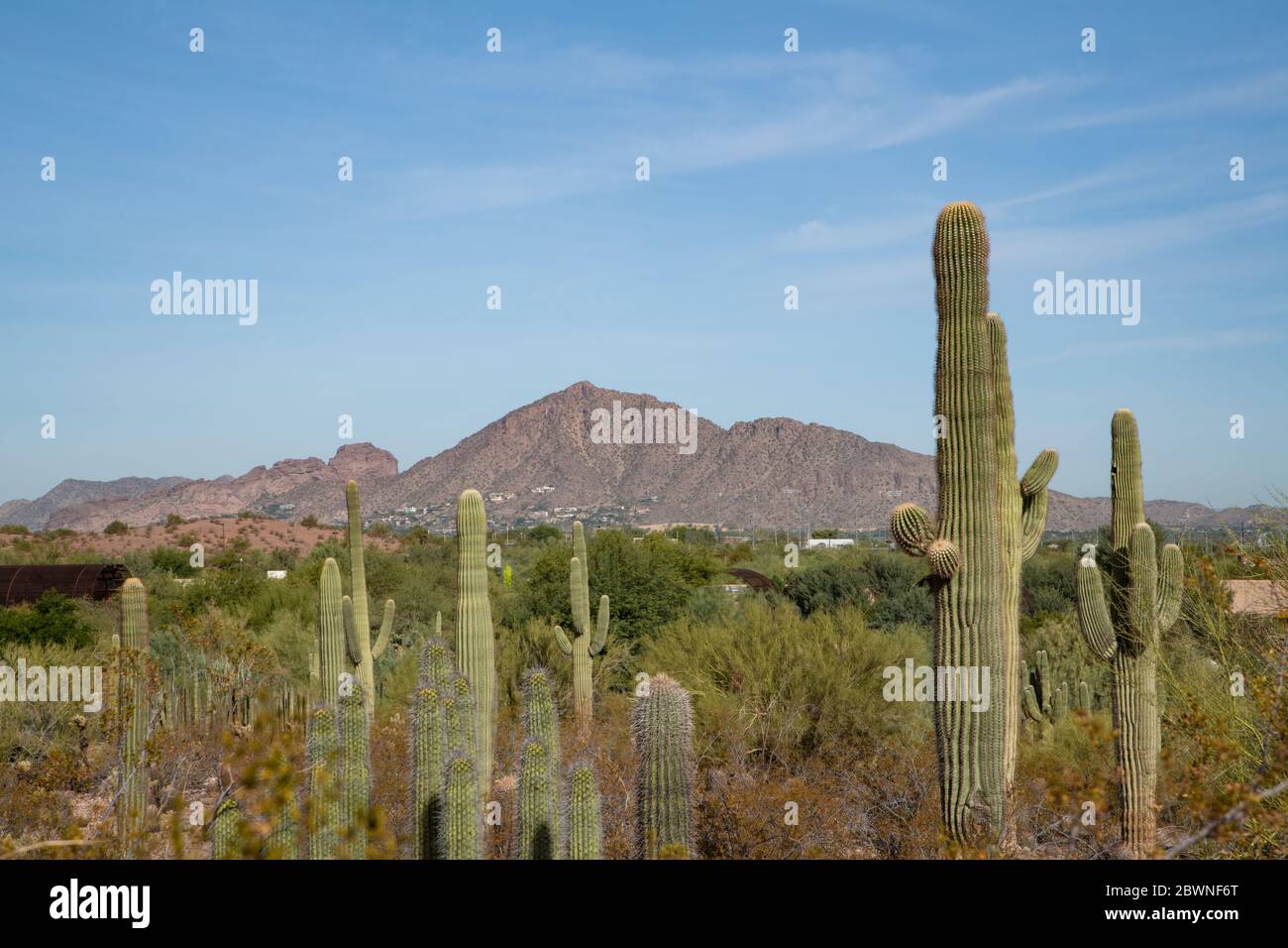 Desert vegetation in the Phoenix Arizona area with Camelback Mountain in the distance Stock Photo