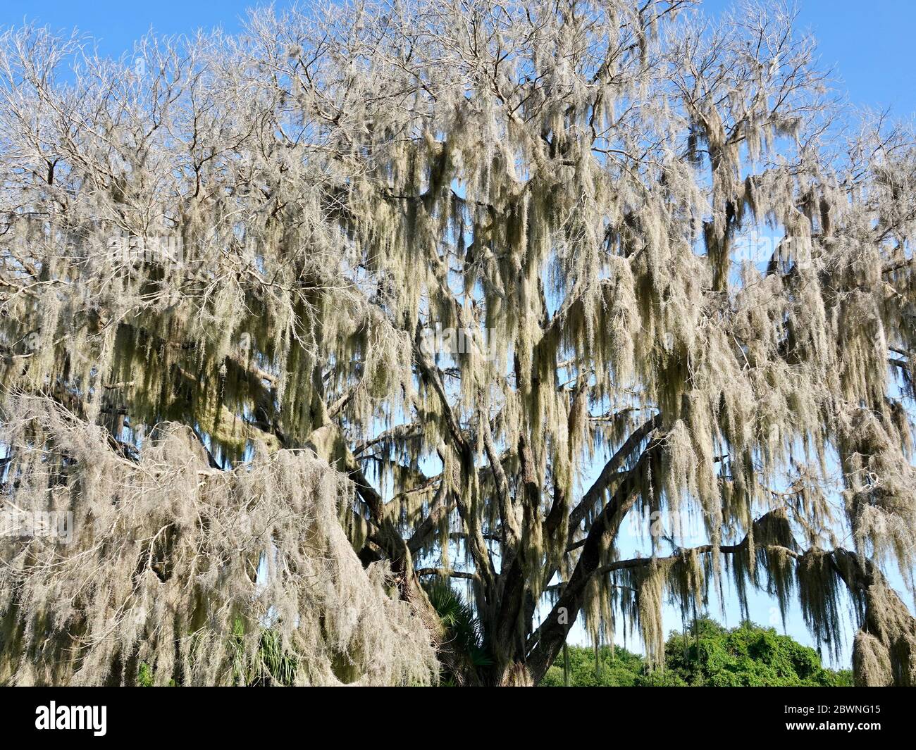 Live oak trees covered with Spanish moss, Tillandsia usneoides, and no