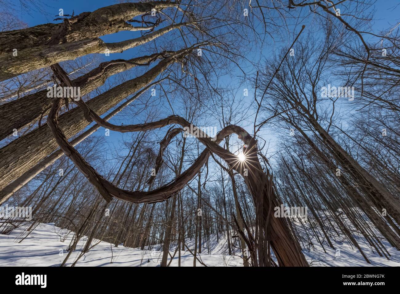 Wild Grapes, Vitis riparia, climbing into the forest canopy at the Bundy Hill nature preserve in Isabella Country, Michigan, USA Stock Photo