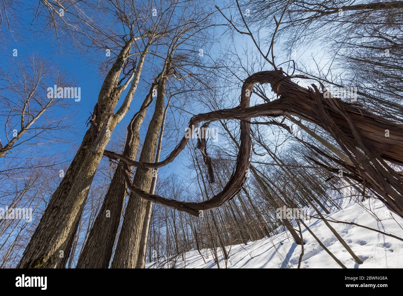 Wild Grapes, Vitis riparia, climbing into the forest canopy at the Bundy  Hill nature preserve in Isabella Country, Michigan, USA Stock Photo - Alamy