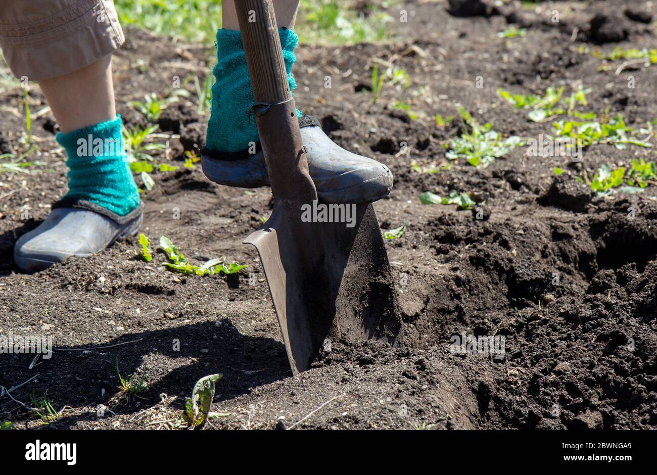 A man with a shovel digs the ground. Close-up Stock Photo