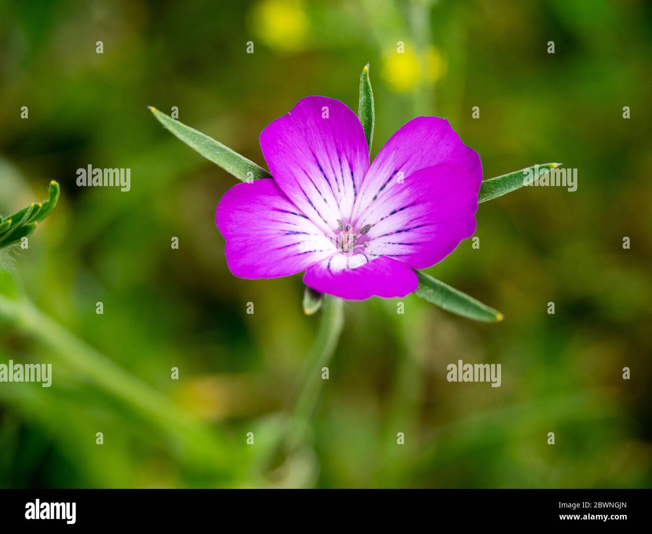 Agrostemma githago, Corncockle, a deep pink and purple wild poisonous