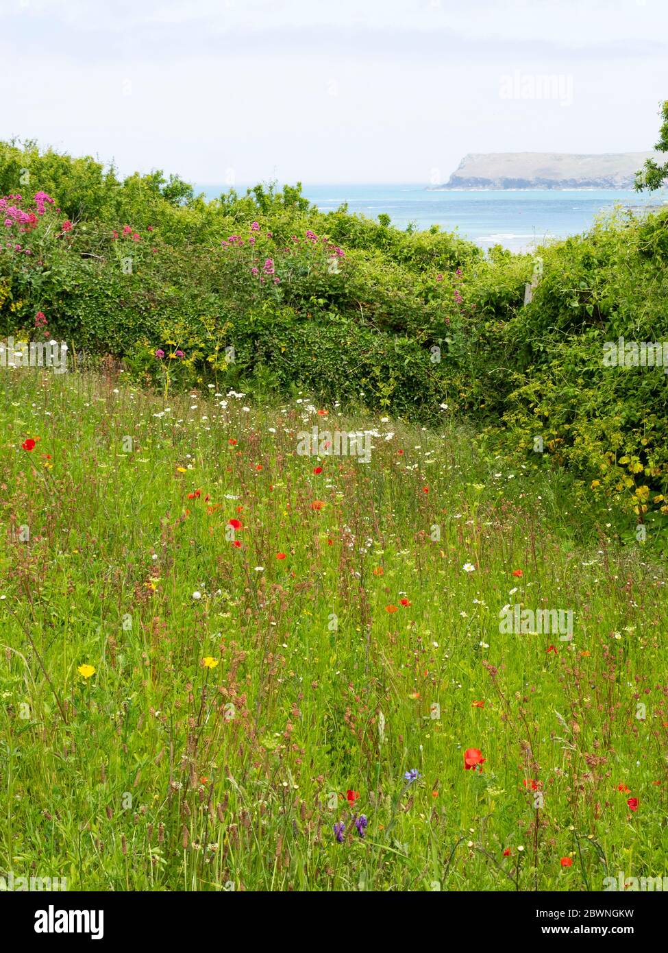 Wild flowers by the sea, Padstow, Cornwall, UK Stock Photo Alamy