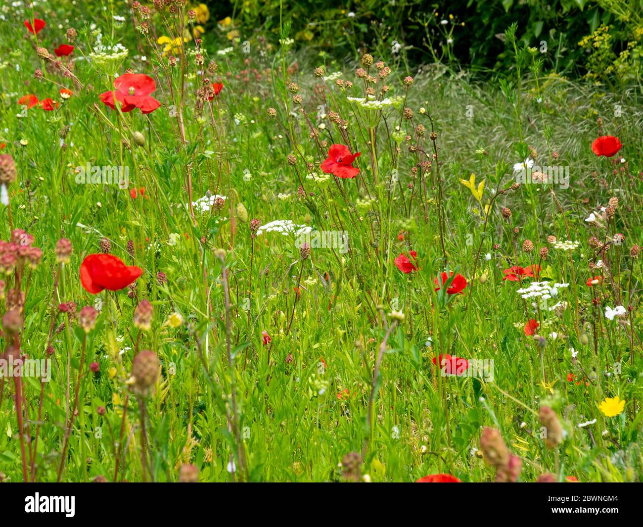 Meadow with grasses hi-res stock photography and images - Alamy