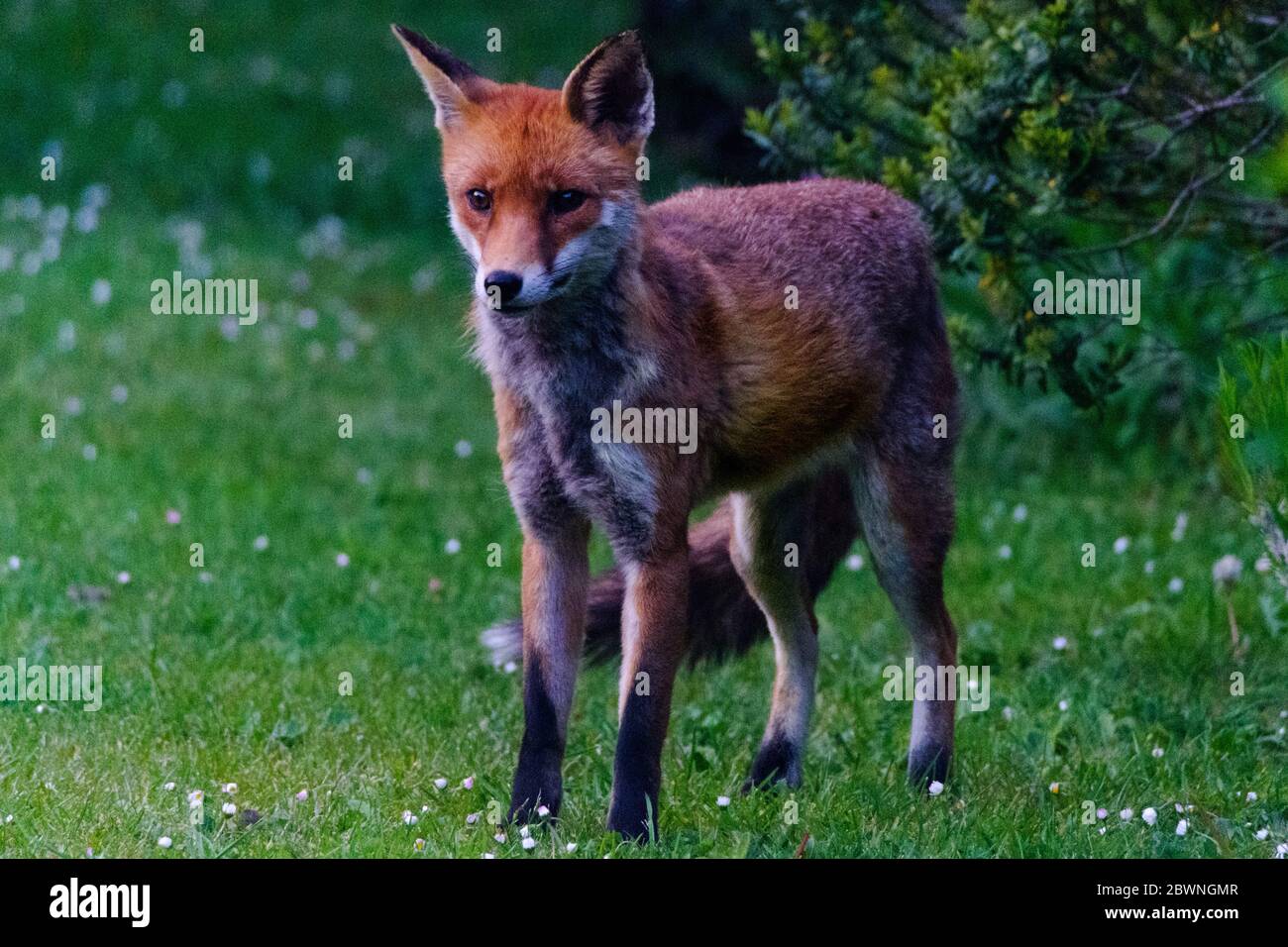 Urban fox in private garden inPortchester Hampshire UK Stock Photo