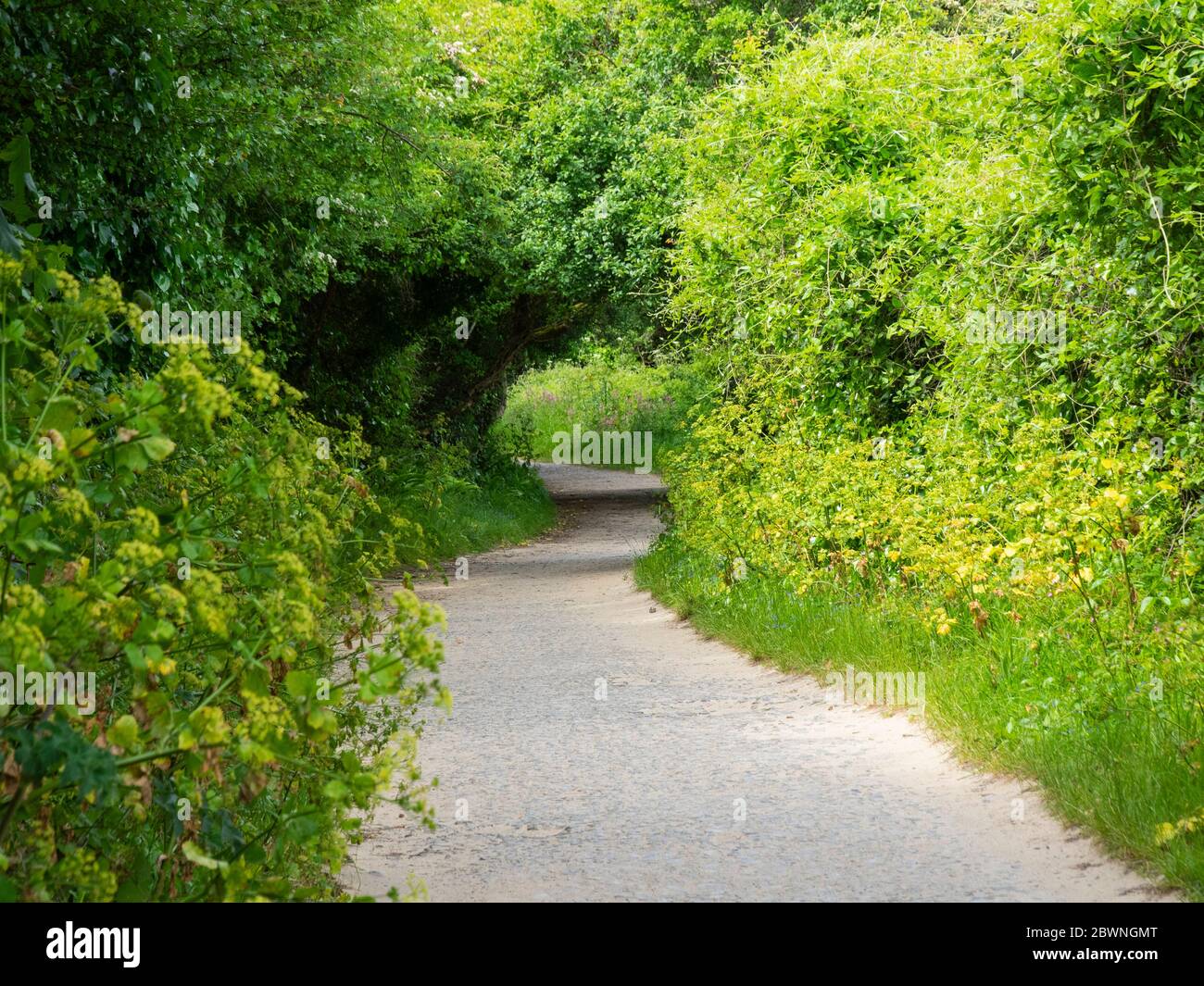 footpath through the countryside, Padstow, Cornwall, UK Stock Photo