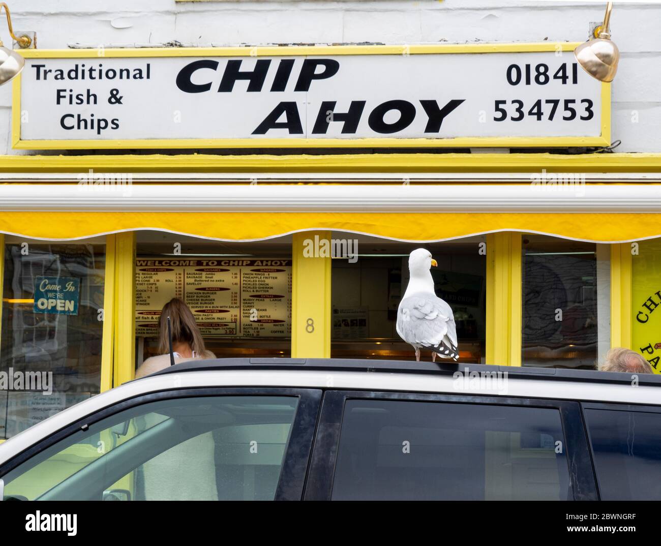 Seagull standing on a car waiting for an opportunity outside fish and