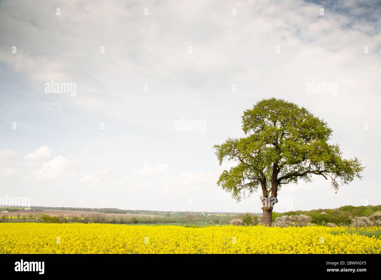 Green Tree Countryside Green single tree standing tall hi-res stock photography and images - Alamy