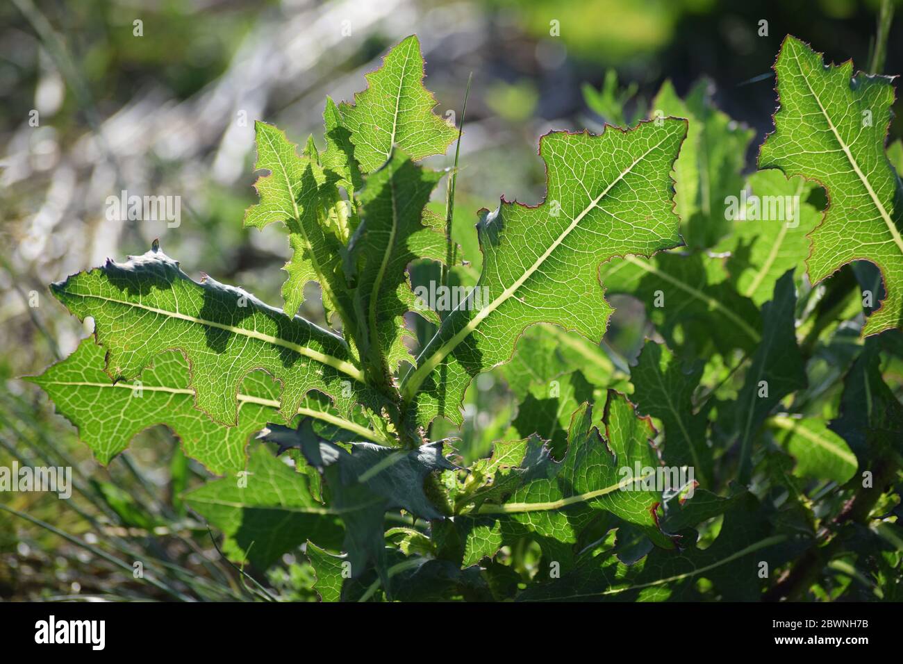 Spiny lettuce in the beautiful Evening light Stock Photo