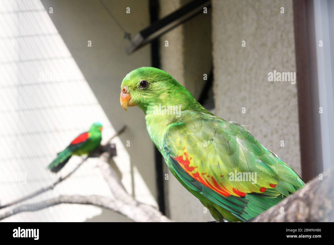 A beautiful parrot with bright green plumage sits on a branch. side view Stock Photo