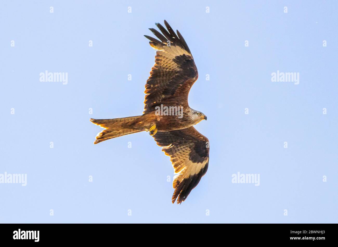 Red Kite, Milvus Milvus, large bird of prey, souring over the Bedfordshire countryside, United Kingdom. Stock Photo