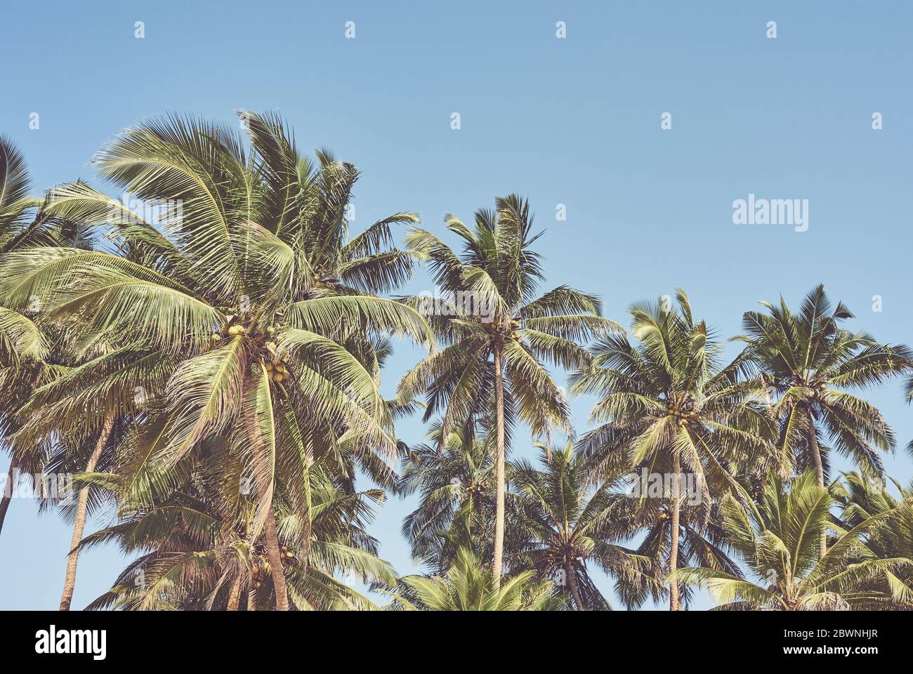 Retro toned picture of coconut palm trees against the blue sky. Stock Photo