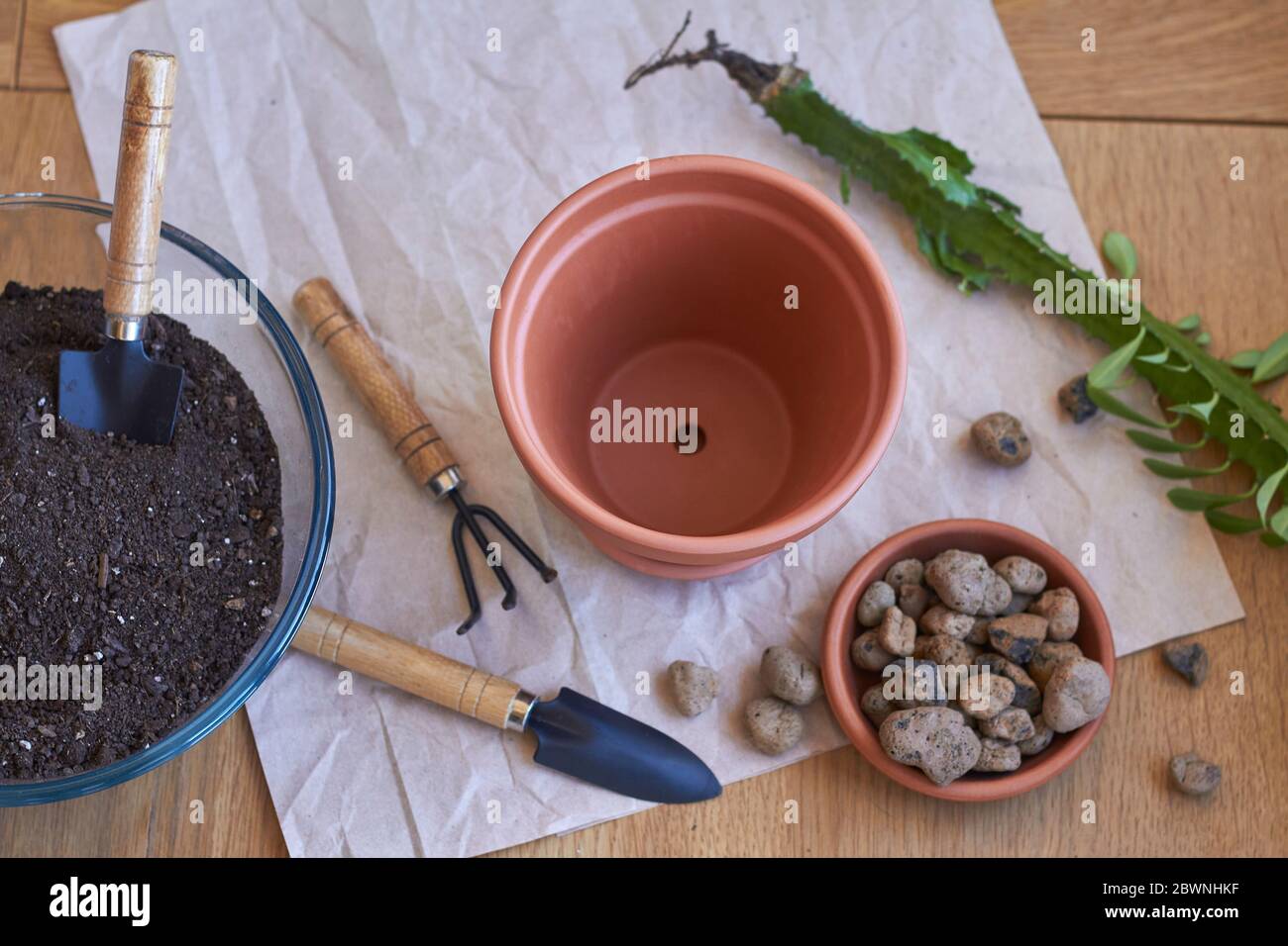 Home garden concept, houseplanting flowers, transplanting plants at home Stock Photo