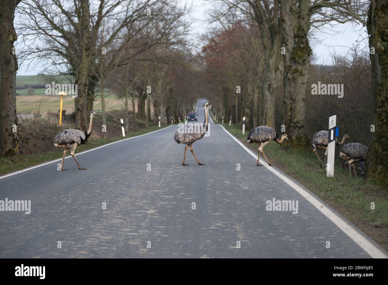 American greater rheas or nandu (Rhea americana) cross a country road in front of a driving car in Mecklenburg-Western Pomerania, Germany, dangerous f Stock Photo