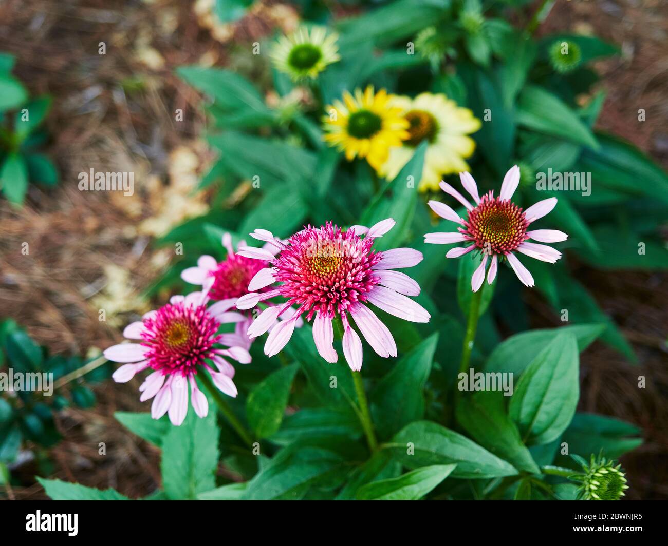 Echinacea, cone flowers, in bloom, in a garden setting Stock Photo Alamy