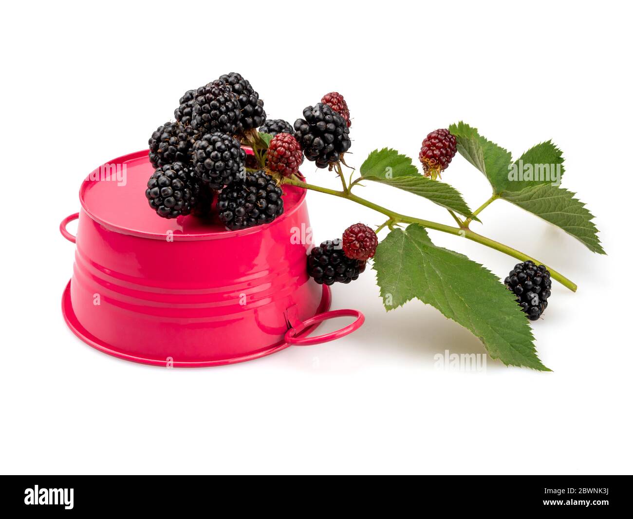 Black crimson Cut Out Stock Images Pictures Alamy Black crimson Cut Out Stock Images Pictures Alamy