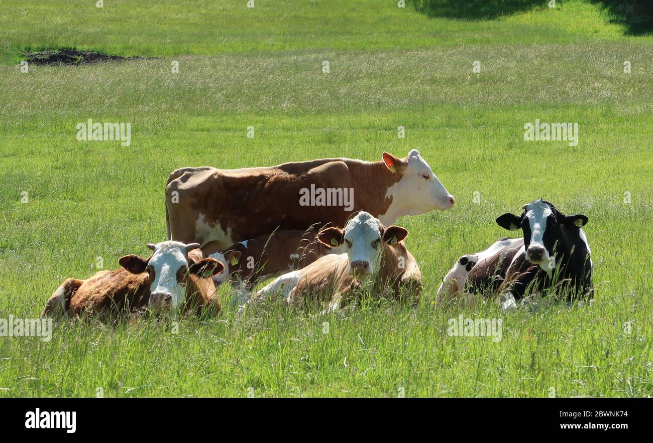 three cows lying on a meadow in the sun looking inquisitively into the camera one cow standing behind them feeding its calf Stock Photo