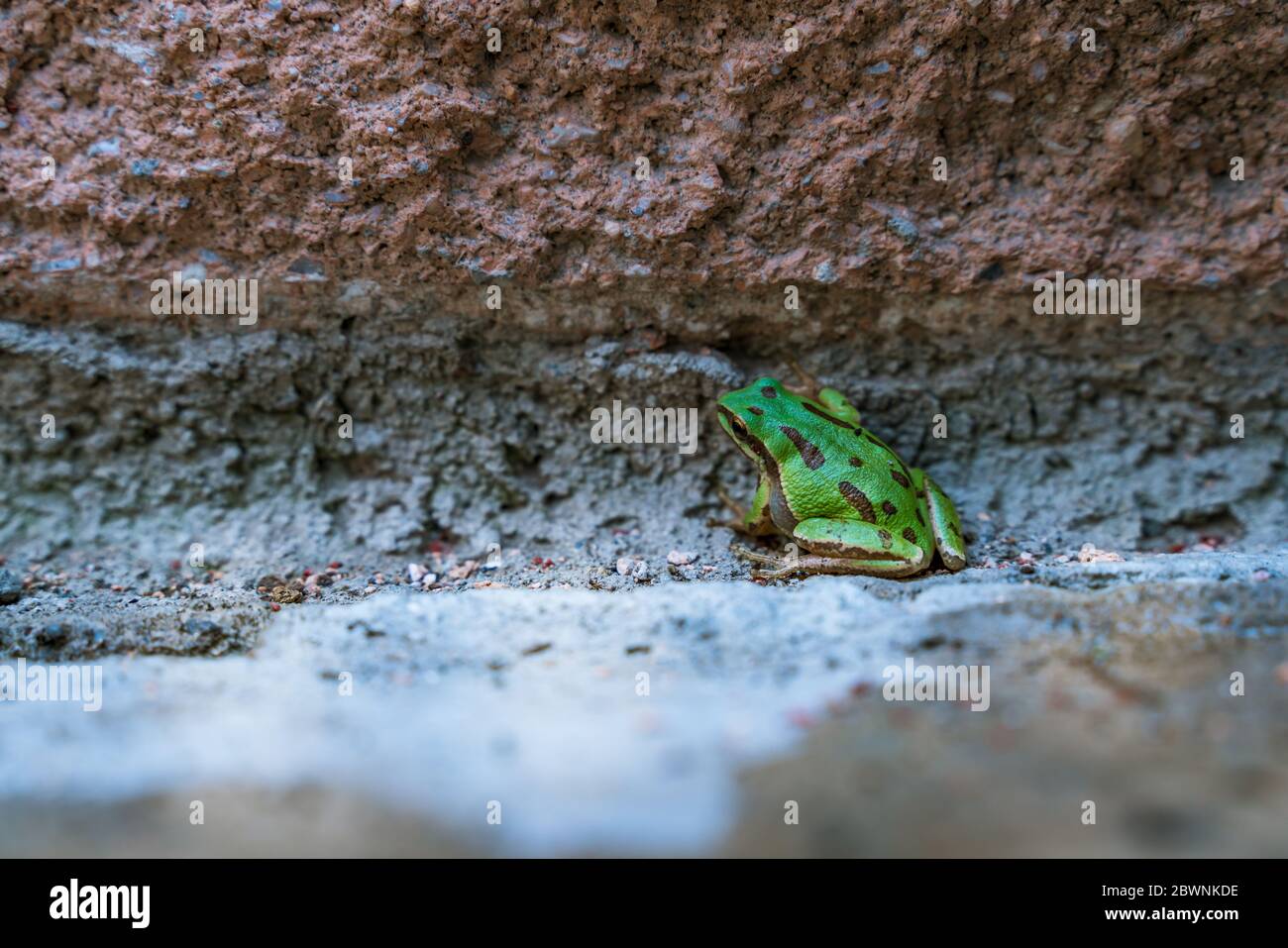 Green frog at home garden Stock Photo