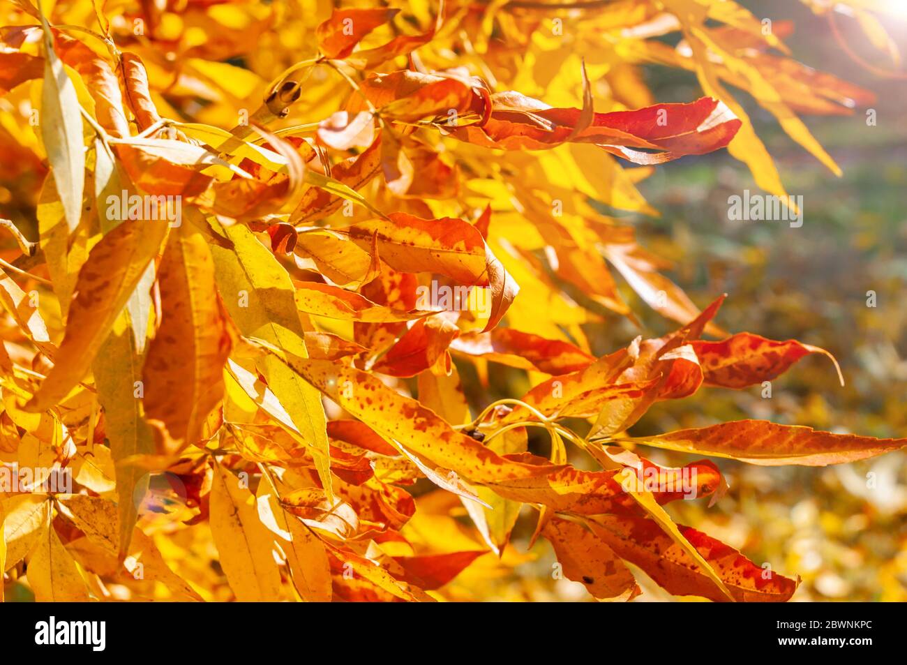 Golden foliage bright autumn hi-res stock photography and images - Alamy